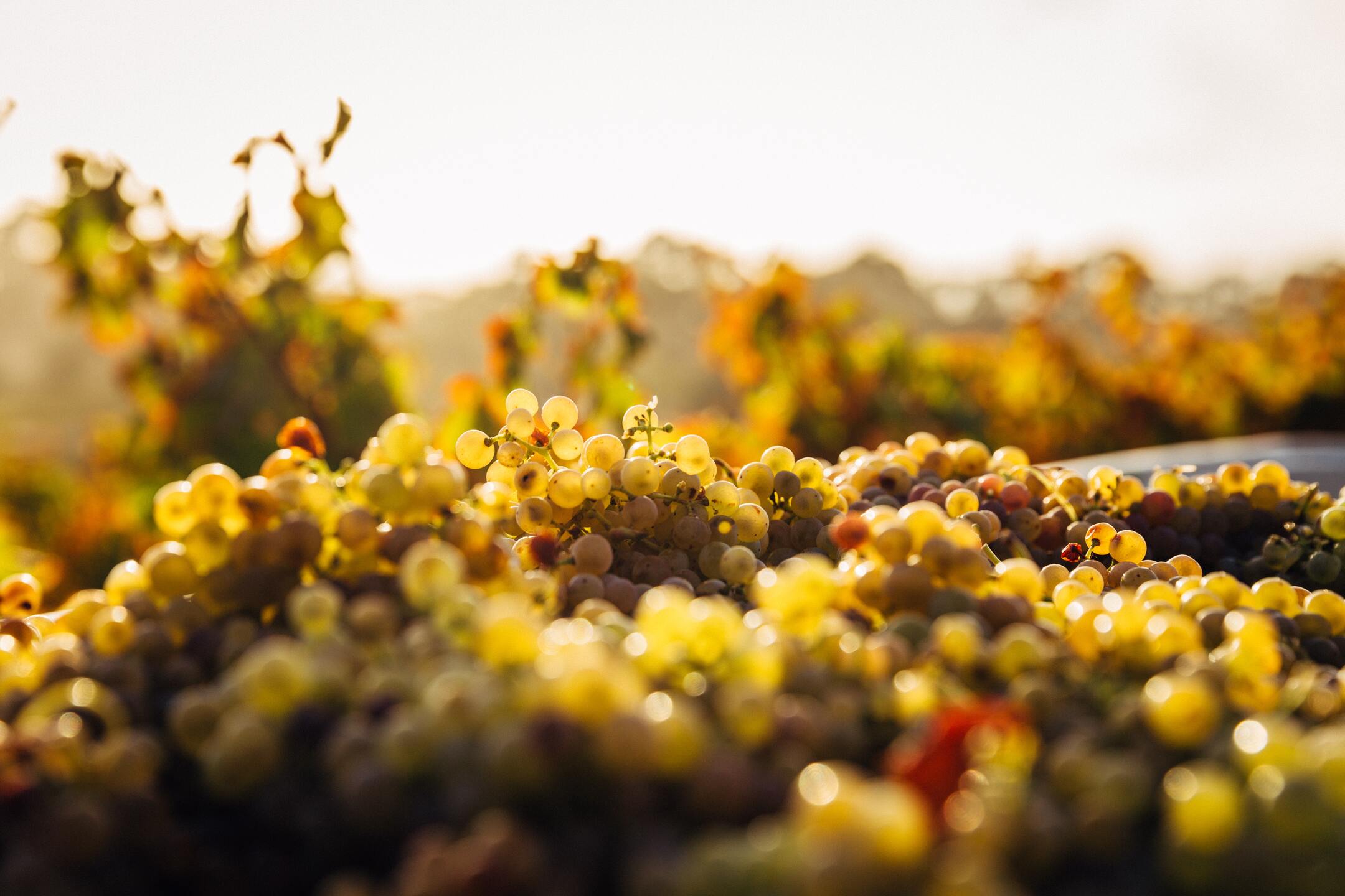 How climate change affects wine? 